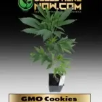 GMO Cookies Clones - ACC