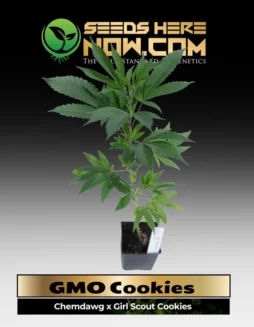GMO Cookies Clones (space) ACCGMO Cookies Cannabis Clones in Soil Pot