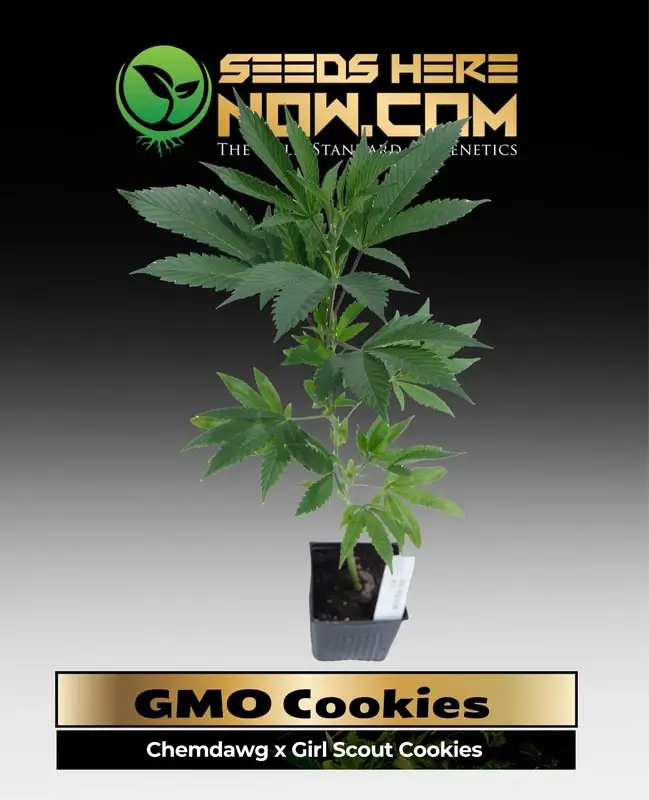 GMO Cookies Cannabis Clones in Soil Pot