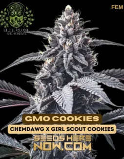 GMO Cookies S1 (space) Dense, trichome(space)covered buds with garlic and cookie dough aroma