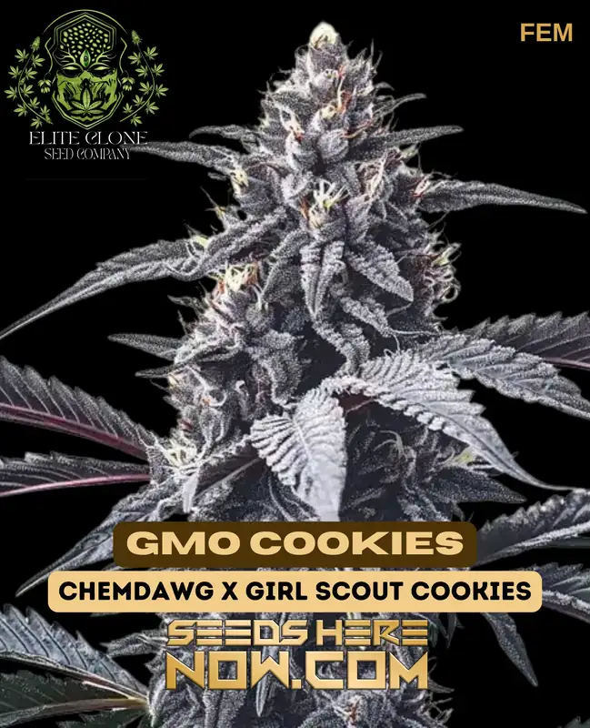 GMO Cookies S1 - Dense, trichome-covered buds with garlic and cookie dough aroma