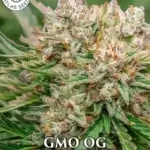 GMO OG (Autoflower) - Atlas Seeds