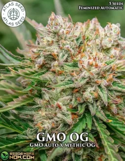 GMO OG Cannabis Seeds by Atlas Seeds (space) Indica(space)dominant Autoflower