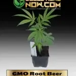 GMO Root Beer Clones - ACC