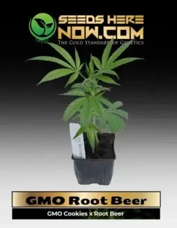 GMO Root Beer Cannabis Clone showing rich green foliage and robust growth