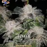 GMO S1 (Feminized) - Dr. Blaze