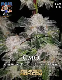 GMO S1 (Feminized) (space) Dr. BlazeGMO S1 Feminized Cannabis Seeds (space) Chemdog x Girl Scout Cookie Hybrid