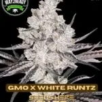 GMO x White Runtz (Feminized) - Way2heady Selections