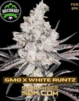 GMO x White Runtz Feminized Seeds by Way2heady (space) High THC and Indica Dominant