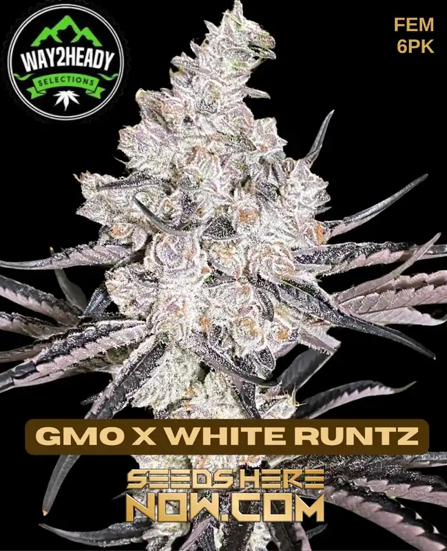 GMO x White Runtz Feminized Seeds by Way2heady - High THC and Indica Dominant