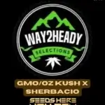 GMO/OZ Kush x Sherbacio (Feminized) - Way2heady Selections