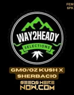 GMO/OZ Kush x Sherbacio feminized cannabis seeds, 25(space)30% THC, Indica(space)dominant, from Way2heady Selections