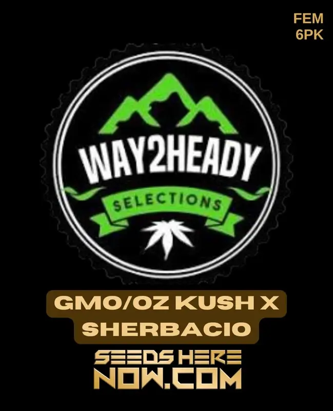 GMO/OZ Kush x Sherbacio feminized cannabis seeds, 25-30% THC, Indica-dominant, from Way2heady Selections