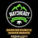 GMO/OZ Kush x White Runtz (Feminized) - Way2heady Selections
