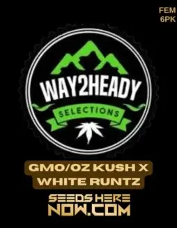 GMO/OZ Kush x White Runtz cannabis seeds by Way2heady Selections, featuring high THC and feminized seeds