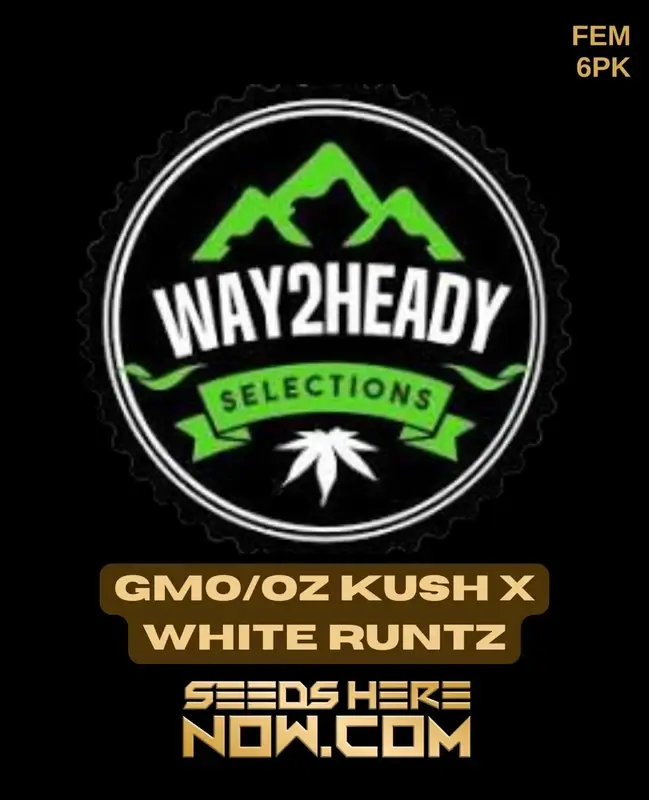 GMO/OZ Kush x White Runtz cannabis seeds by Way2heady Selections, featuring high THC and feminized seeds