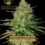 Godfather OG (Autoflower) - Automatically Delicious