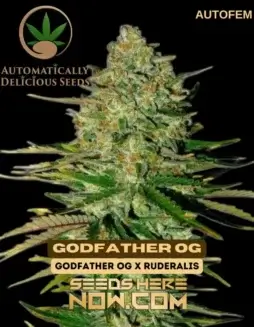 Godfather OG Autoflower Seeds (space) High THC Indica Dominant Strain
