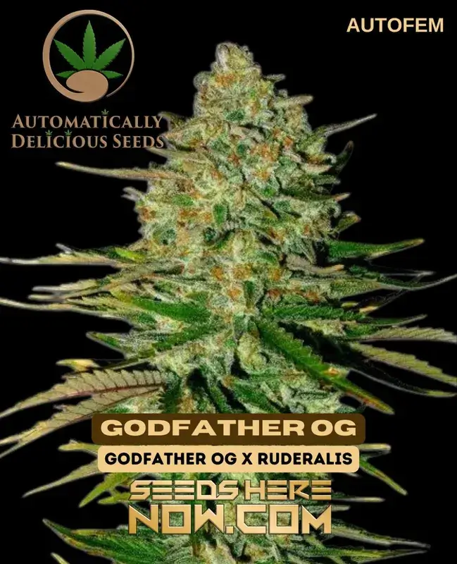 Godfather OG Autoflower Seeds - High THC Indica Dominant Strain