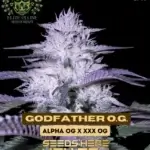 Godfather OG S1 (Feminized) - Elite Clone Seed Company