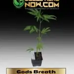 Gods Breath Clones - ACC