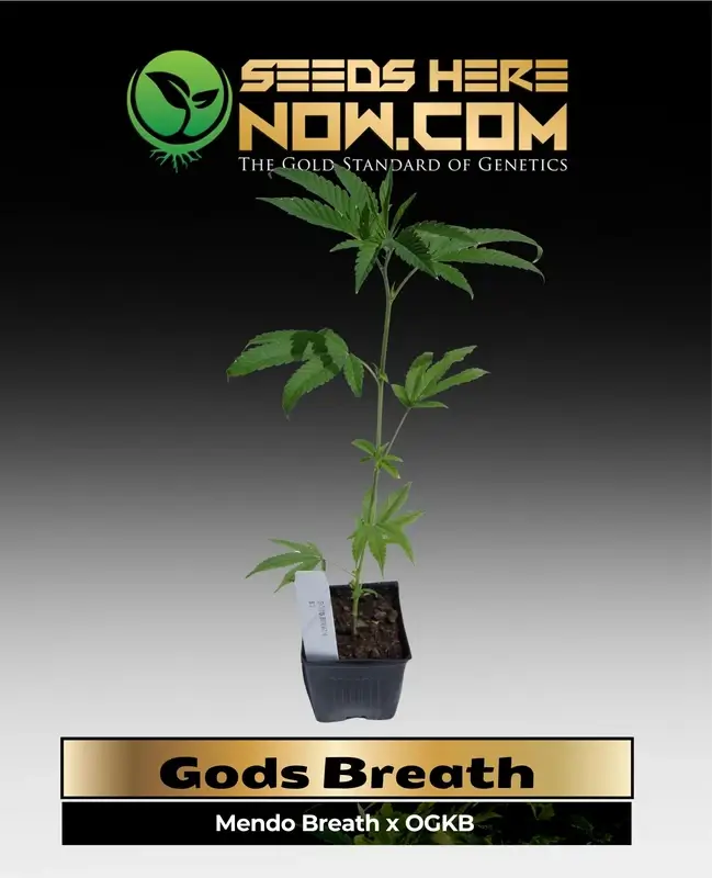 Indica-dominant Gods Breath Clones by ACC featuring high THC content and robust yields