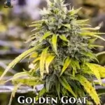 Golden Goat S1 (Feminized) - Dr. Blaze
