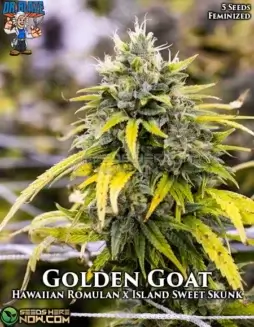 Golden Goat S1 (Feminized) (space) Dr. BlazeGolden Goat S1 Feminized Seeds (space) Citrus and Spicy Aroma