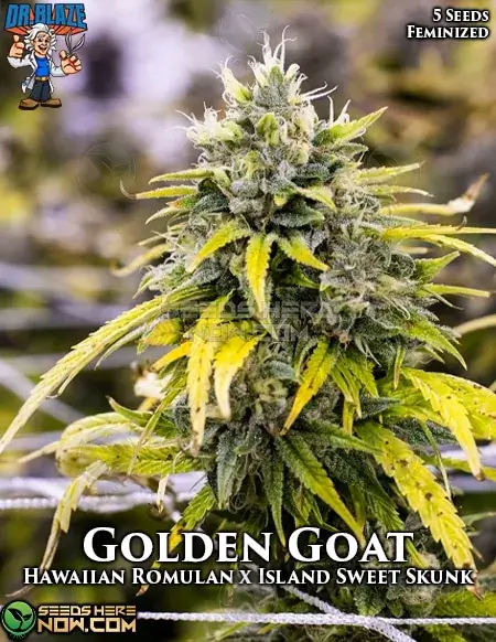 Golden Goat S1 Feminized Seeds - Citrus and Spicy Aroma
