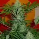 Golden Goat S1 (Feminized) - Irie Genetics