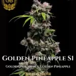 Golden Pineapple S1 (Feminized) - Green Bodhi Genetics