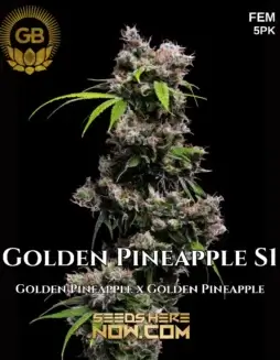 Golden Pineapple S1 feminized seeds (space) tropical pineapple and citrus aroma, Sativa dominant, 20(space)25% THC
