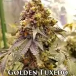 Golden Tuxedo (Regular) - Katsu Seeds