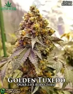 Golden Tuxedo regular cannabis seeds by Katsu Seeds displaying earthy, citrus, and pine aromas