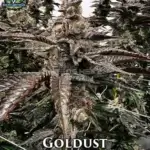 Goldust (Feminized) - Exotic Genetix