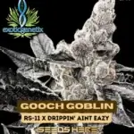 Gooch Goblin (Feminized) - Exotic Genetix