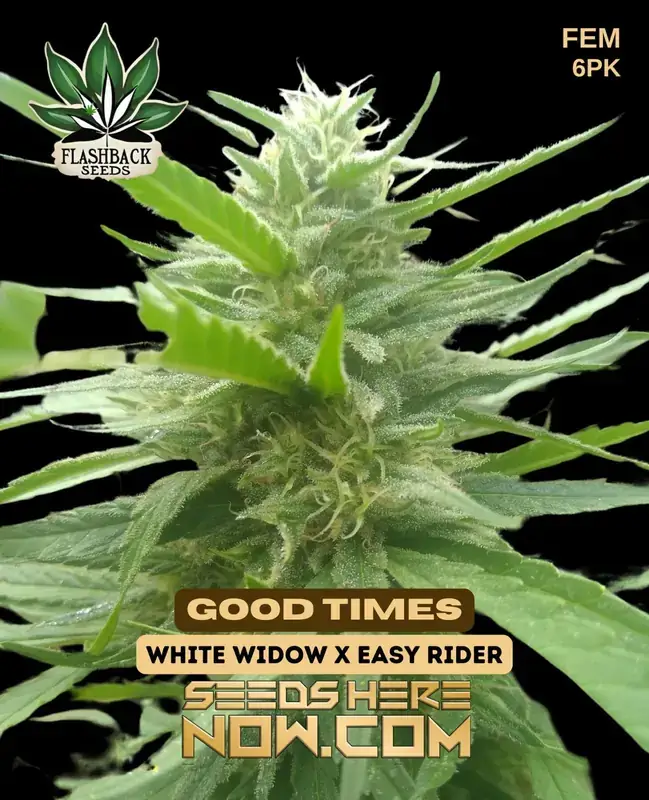 Good Times Cannabis Seeds by Flashback Seeds - Feminized Indica dominant strain with citrus and pine aroma