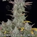 Gorilla Cookies (Autoflower) - Fast Buds