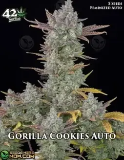 Gorilla Cookies Auto cannabis seeds, a hybrid of Gorilla Glue #4 and Girl Scout Cookies with 27(space)30% THC content