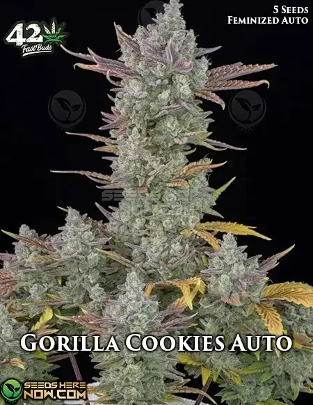 Gorilla Cookies Auto cannabis seeds, a hybrid of Gorilla Glue #4 and Girl Scout Cookies with 27-30% THC content