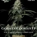 Gorilla Cookies FF (Feminized) - Fast Buds