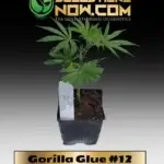Gorilla Glue #12 Clones - ACC