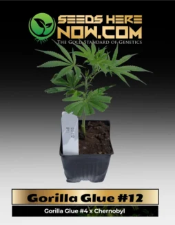 Gorilla Glue #12 Clones (space) ACCGorilla Glue #12 cannabis clones in a pot, showcasing healthy green leaves and robust growth