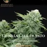 Gorilla Glue #4 (Autoflower) - Automatically Delicious