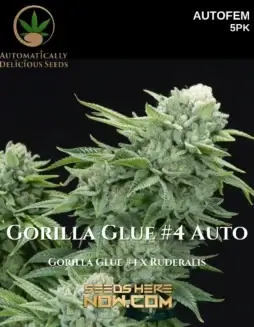 Gorilla Glue #4 Auto Seeds by Automatically Delicious (space) Indica Dominant Autoflower Strain