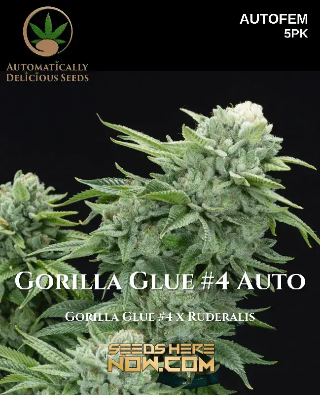 Gorilla Glue #4 Auto Seeds by Automatically Delicious - Indica Dominant Autoflower Strain