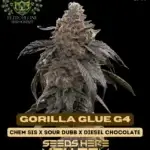 Gorilla Glue #4 S1 (Feminized) - Elite Clone Seed Company