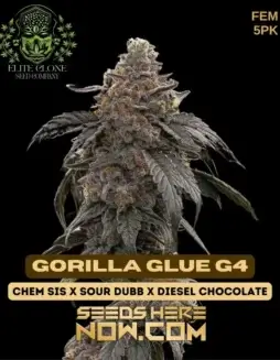 Gorilla Glue #4 S1 (Feminized) (space) Elite Clone Seed CompanyGorilla Glue #4 S1 Feminized Seeds by Elite Clone Seed Company featuring dense, trichome(space)rich buds