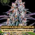 Gorilla Glue Purple S1 (Feminized) - Elite Clone Seed Company