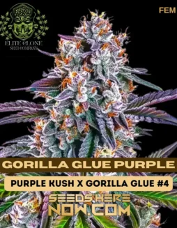 Image of Gorilla Glue Purple S1 Feminized Seeds (space) Elite Clone Seed Company
